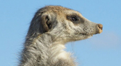 Meerkat
