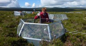 Dr Sue Ward at the warming and plant manipulation experiment at Moor House National Nature Reserve