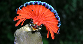 Ecology and Conservation