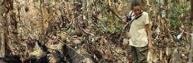 Erika Berenguer examines recently burned primary forest, used on blog article Dec 2015. Image credit: Jos Barlow
